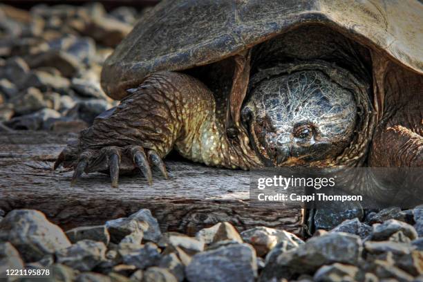 snapping turtle along railroad tracks - カミツキガメ ストックフォトと画像