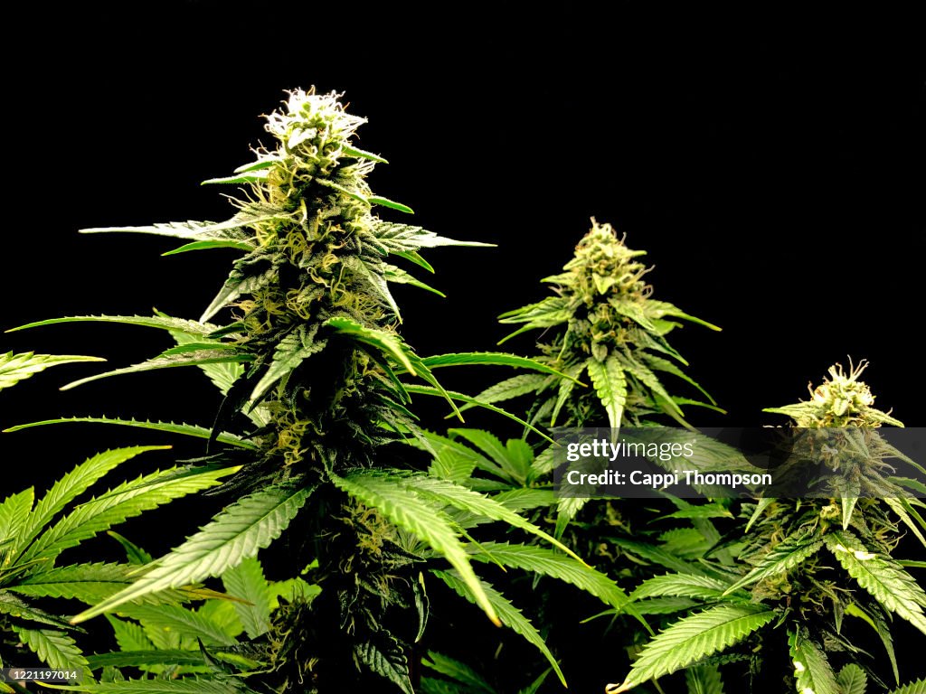 Medical Cannabis Chernobyl strain over black background