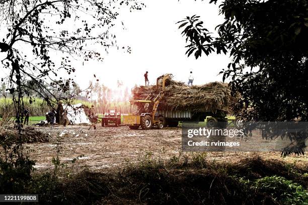 guindaste carregando cana-de-açúcar em carrinho em campo agrícola ao ar livre - uttar pradesh - fotografias e filmes do acervo