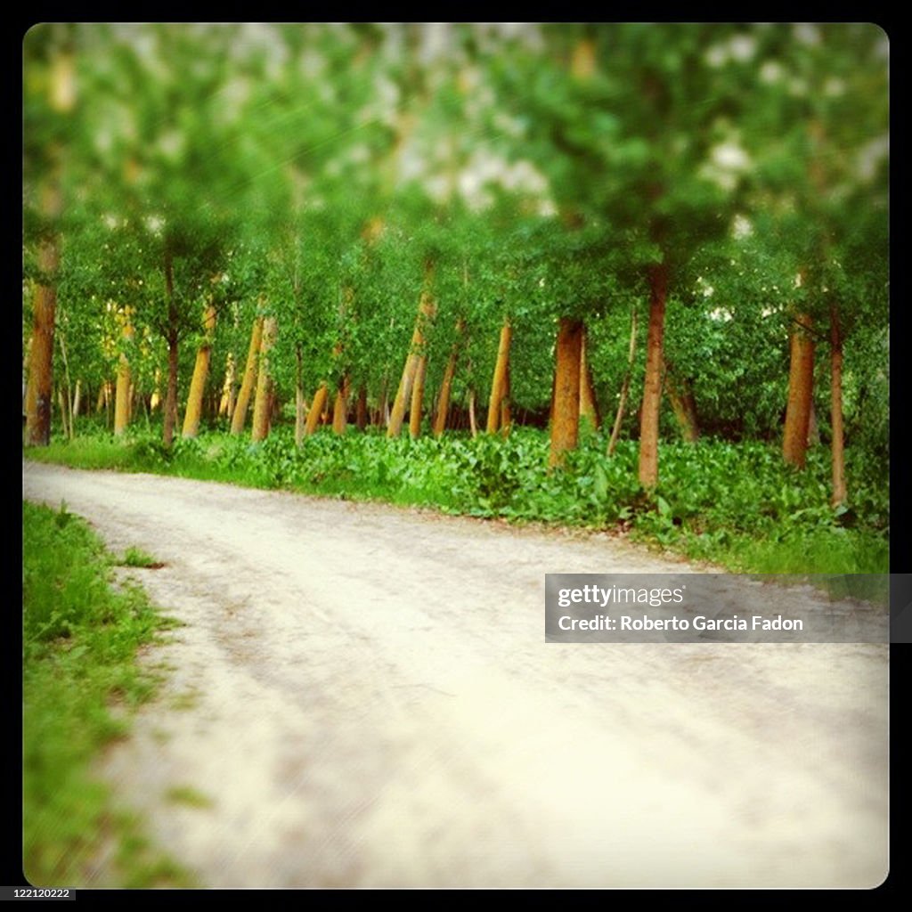 Trees alongside roadway