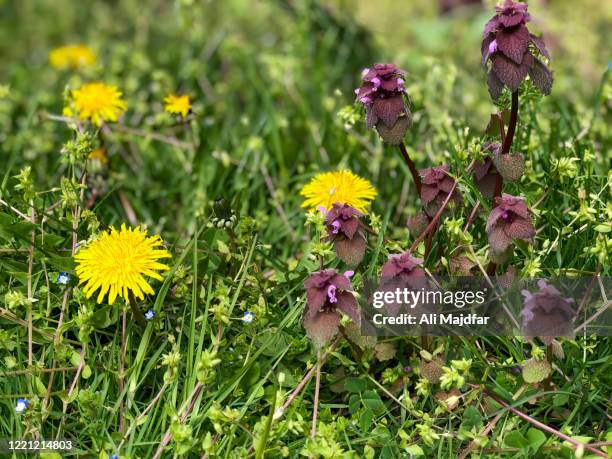 dandelion and purple dead nettle - grote brandnetel stockfoto's en -beelden