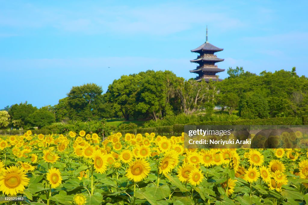 Sunflower and bicchukokubunji, Okayama Prefecture,