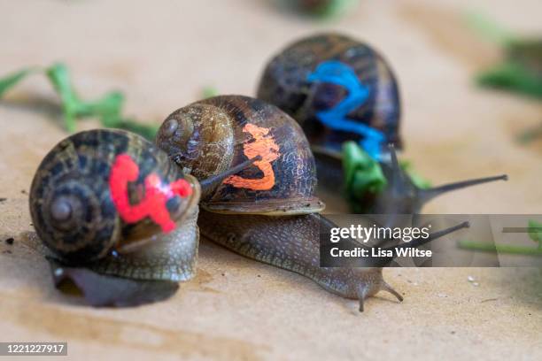 Snail Racing Gty Racing Snails Photos and Premium High Res Pictures - Getty Images
