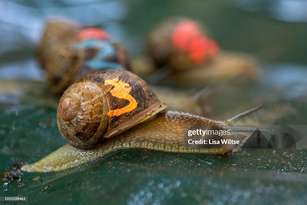Snail Racing Gty Snail Racing In The Back Yard While In Isolation High-Res Stock Photo ...