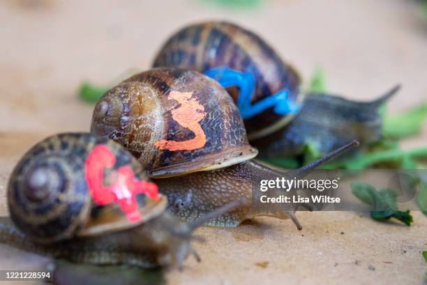 Snail Racing Gty 184 Snail Racing Stock Photos, High-Res Pictures, and Images - Getty Images