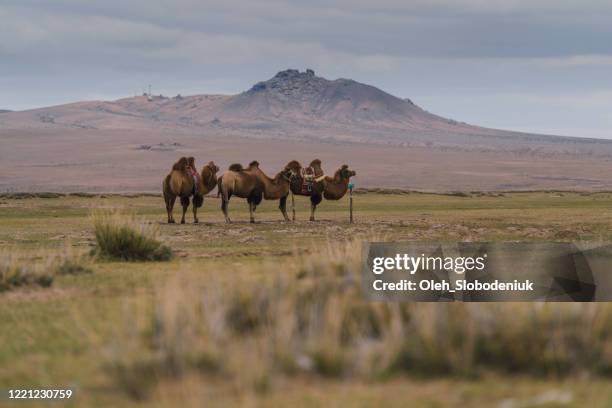 bactrian camel in the gobi desert at sunset - un animal stock pictures, royalty-free photos & images