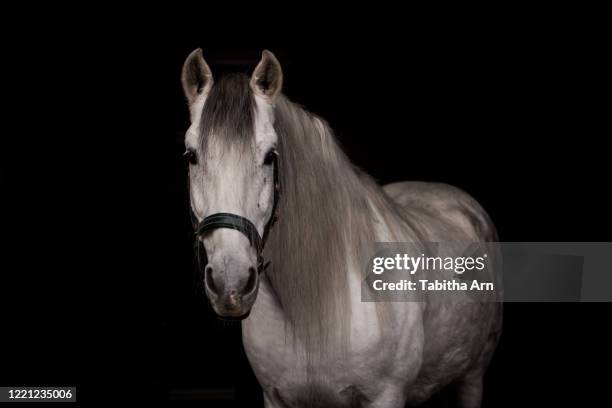 pferd schimmel vor schwarzem hintergrund - white horse stock pictures, royalty-free photos & images