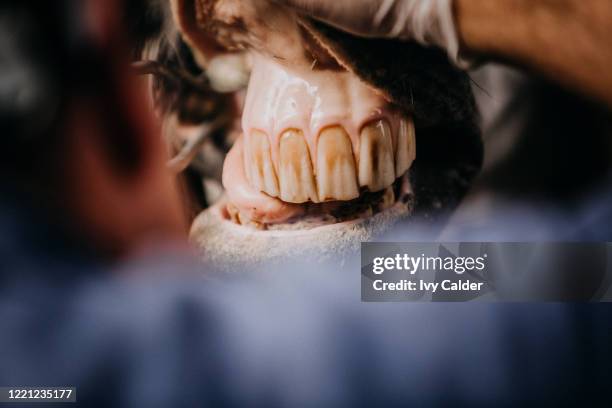 pferd beim pferdezahnarzt zahnpflege zahnarzt gebiss - caballo familia del caballo fotografías e imágenes de stock
