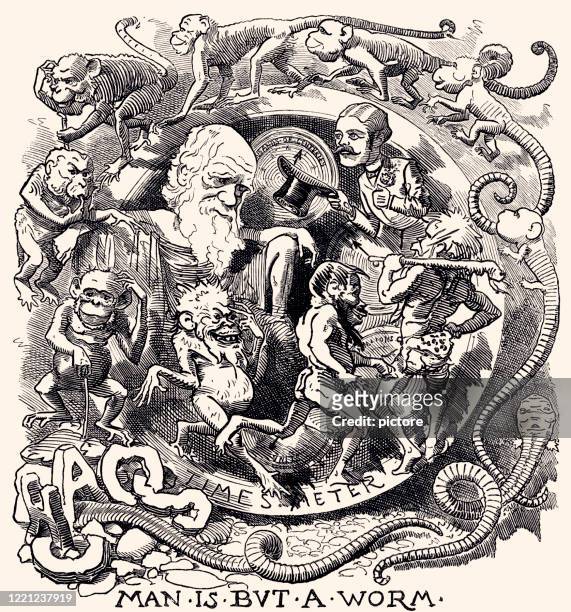 charles darwin: theory of evolution (xxxl) - 1882 stock illustrations
