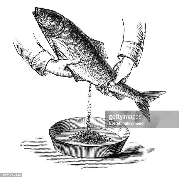 28 Salmon Aquaculture Drawing Stock Photos, High-Res Pictures, and