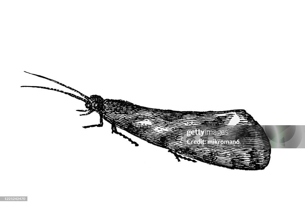 Old engraved illustration of Clothes Moth - Entomology, Myriapoda, Arachnida. Antique Illustration, Popular Encyclopedia Published 1894. Copyright has expired on this artwork