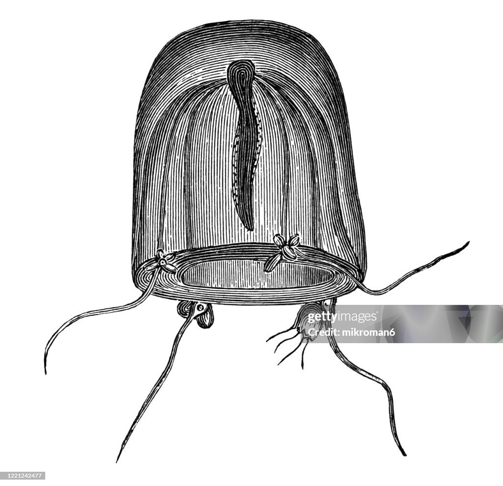 Old engraved illustration of Sarsia, Clapper Hydromedusa - Sarsia tubulosa - Protozoa and Coelenterata . Antique Illustration, Popular Encyclopedia Published 1894. Copyright has expired on this artwork