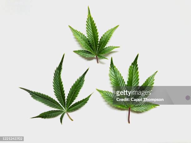 cannabis sativa leaf over a white background - cannabis leaf fotografías e imágenes de stock
