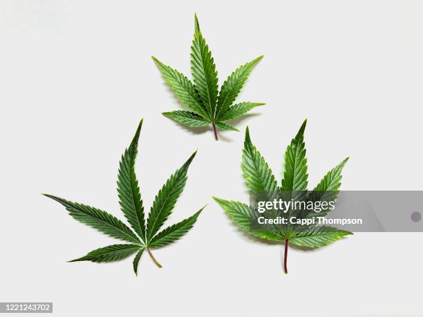 cannabis sativa leaf over a white background - canapa foto e immagini stock