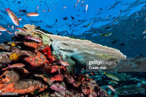 amazing underwater biodiversity at batu bolong, komodo national park, indonesia - dascyllus trimaculatus stock pictures, royalty-free photos & images