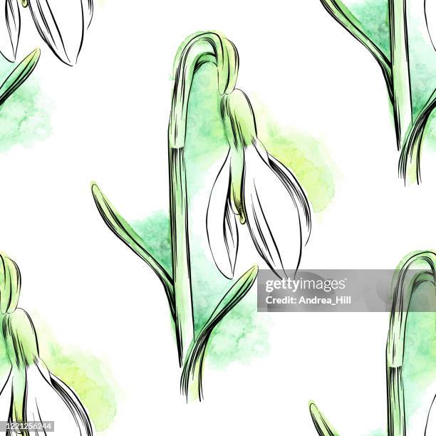 Snowdrop Repeat Pattern 66 Snowdrop Background High Res Illustrations - Getty Images