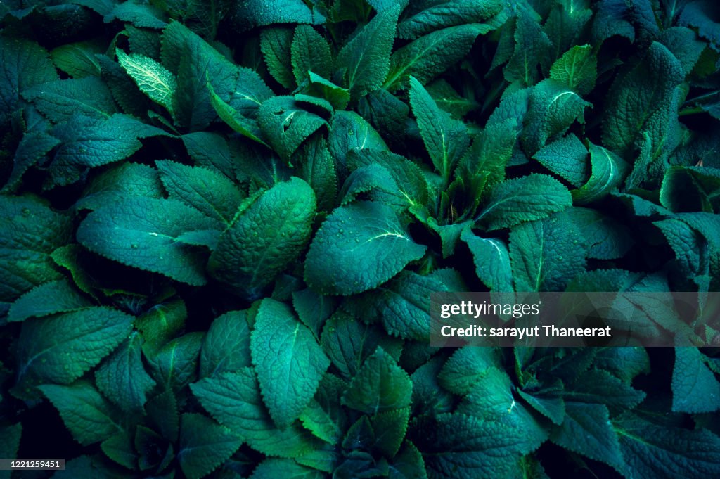 Tropical leaves colorful flower on dark tropical foliage nature background dark green foliage nature