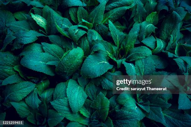 tropical leaves colorful flower on dark tropical foliage nature background dark green foliage nature - flower bush stock pictures, royalty-free photos & images