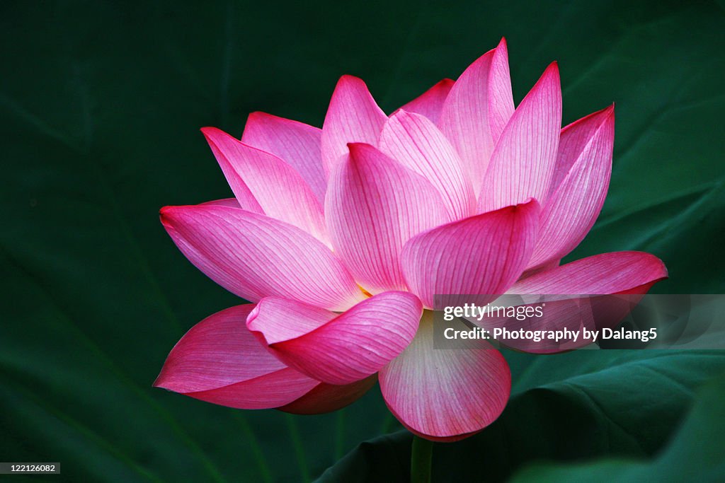 Lotus flower