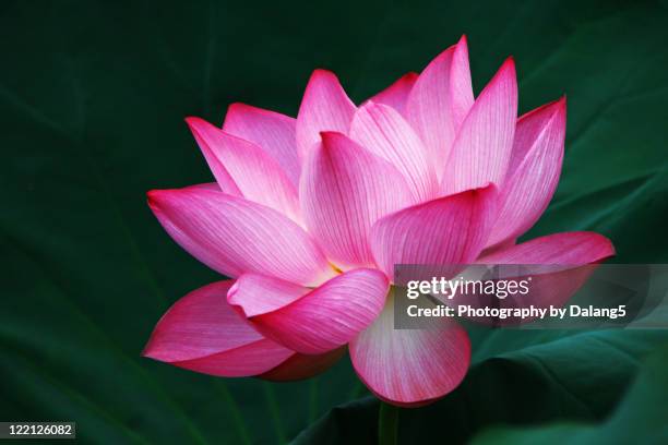 lotus flower - lotus petal stock pictures, royalty-free photos & images