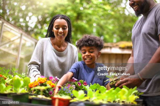 african-american family working at backyard garden plant nursery - community garden family stock pictures, royalty-free photos & images