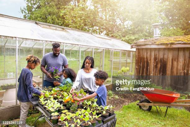 african-american family with three children working together at backyard plant nursery - community garden family stock pictures, royalty-free photos & images