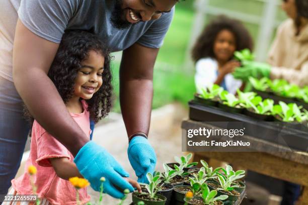 african american parents teaching children to take care of plants at plant nursery - community garden family stock pictures, royalty-free photos & images