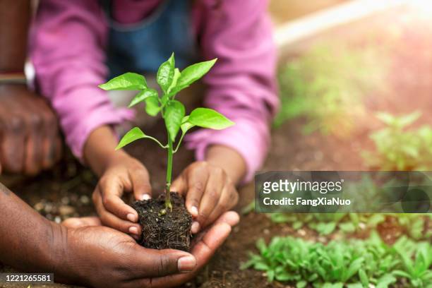 father and daughter hands holding small seedling at plant nursery - father and children volunteering stock pictures, royalty-free photos & images