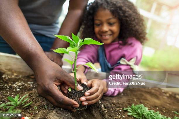 padre e hija afroamericanos sosteniendo pequeñas plántulas en la vegetación del jardín comunitario - ecosistema fotografías e imágenes de stock