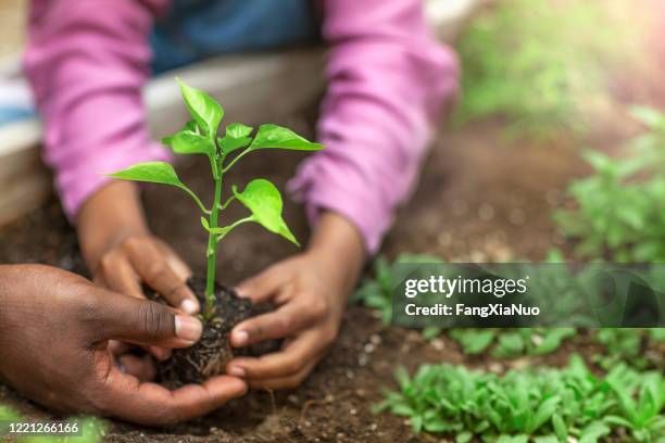 father and daughter hands holding small seedling at community garden greenery - community garden stock pictures, royalty-free photos & images