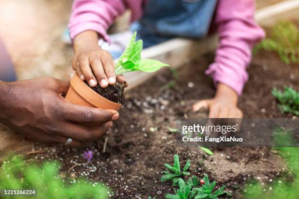 padre e hija afroamericanos plantando planta en maceta en jardín comunitario - jardín de la comunidad fotografías e imágenes de stock