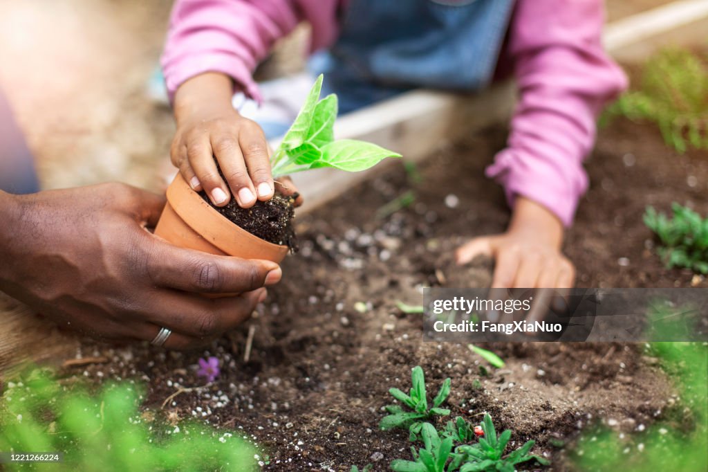 African-American father and daughter planting potted plant at community garden