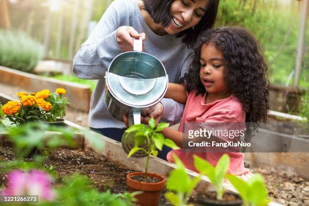 mutter und tochter gießen topfpflanze im gemeinschaftsgarten - family gardening stock-fotos und bilder
