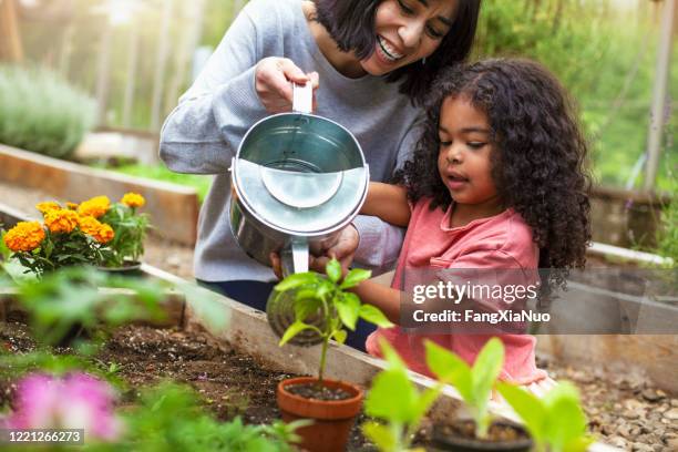 madre e hija regando planta en maceta en el jardín comunitario - gardien de but fotografías e imágenes de stock