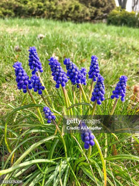 grape hyacinth - grape hyacinth stock pictures, royalty-free photos & images