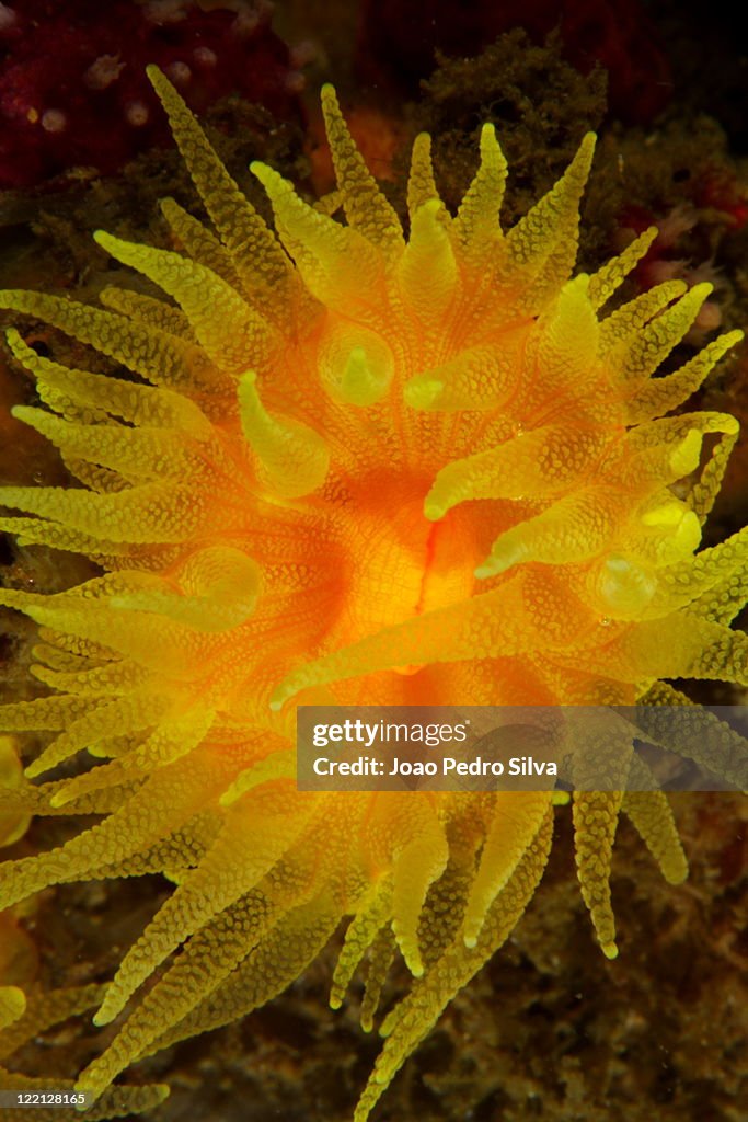 Sunset cup coral