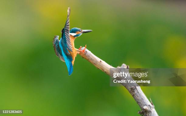 kingfisher bird with fish - bird transparent stockfoto's en -beelden