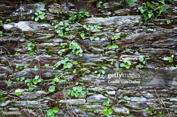 venus' navel growing on a stone wall - texture vegetal stock pictures, royalty-free photos & images