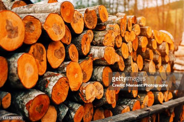 log wood background - querschnitt baum stock-fotos und bilder