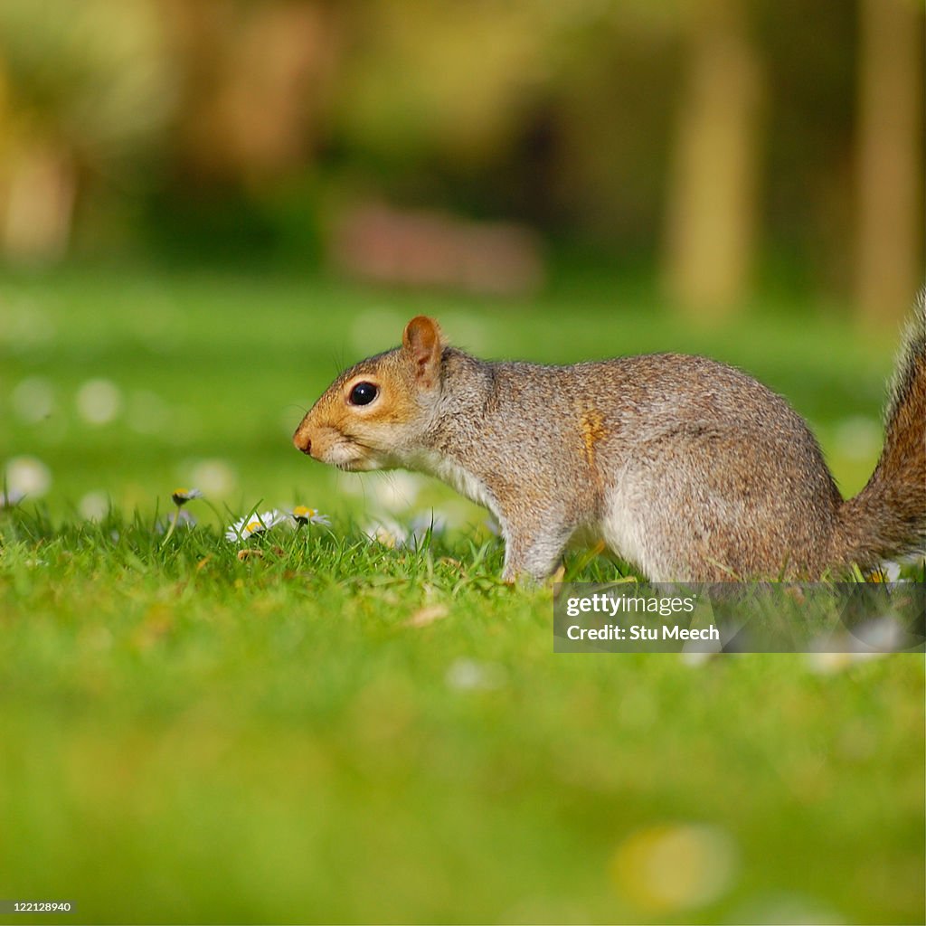 Side view of squirrel