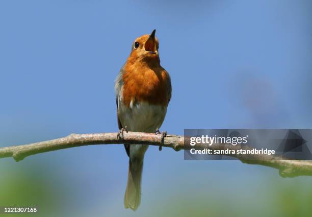 a stunning robin (erithacus rubecula) perched on a branch of a tree singing. - call of the wild 個照片及圖片檔