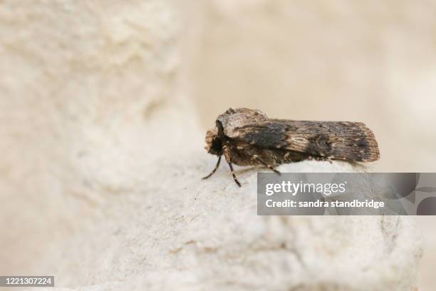 shuttle-shaped dart moth, agrotis puta, - the puta stock pictures, royalty-free photos & images