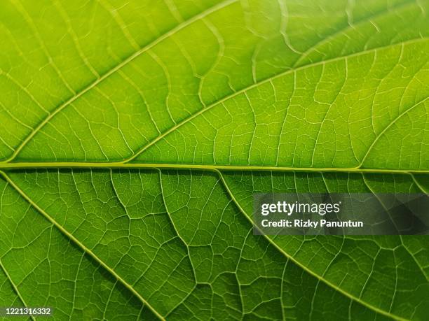 full frame shot of cassava leaf - 葉脈 ストックフォトと画像