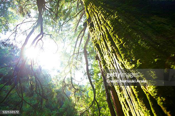 big tree of forest - präfektur kochi stock-fotos und bilder