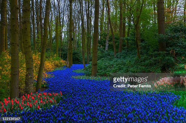 path of grape hyacinths and tulips - keukenhof gardens stock pictures, royalty-free photos & images