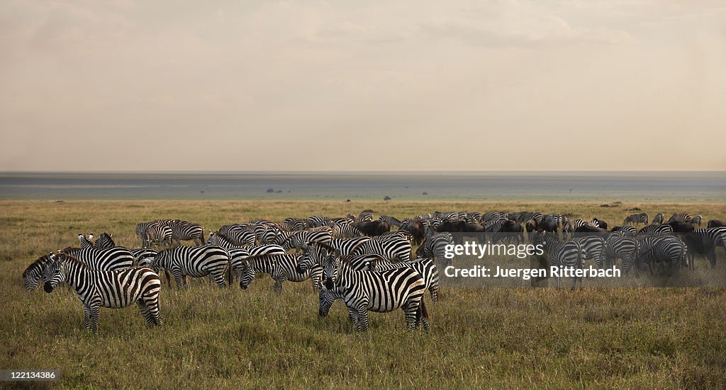 Plains Zebra, Equus quagga