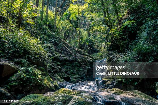 a waterfall in a forest (long exposure) - mt dew stock pictures, royalty-free photos & images