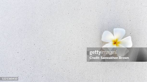 tropical white flower plumeria alba (frangipani) on the exotic beach in maldives - beach flat lay stock pictures, royalty-free photos & images