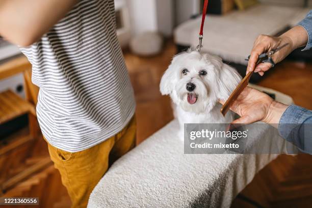 frau pflege hund zu hause - kamm stock-fotos und bilder