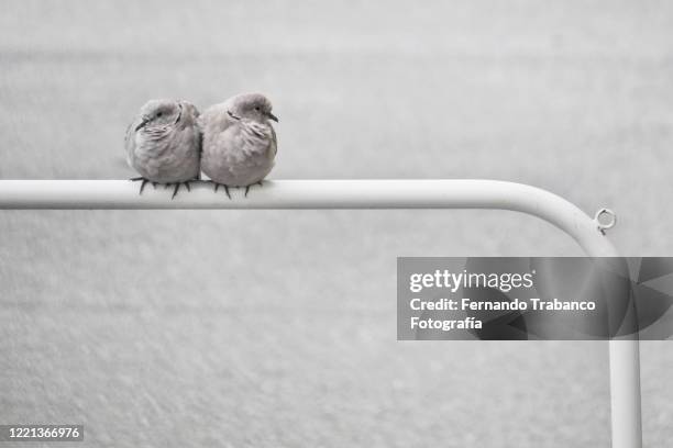 two turtledoves in love - turtle dove stock pictures, royalty-free photos & images